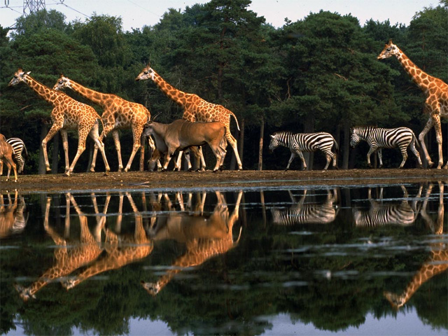 Leeuwen 'in het wild' in Burgers Zoo | Mijn Gelderland
